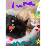 cats idk