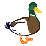 Mallardducky club