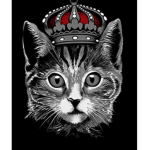 COOL CATSSS