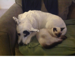 Pups and kitten fan club