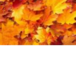 🍁 Fall Update! 🍁Desert Land