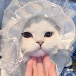 .*Meow Meow*.