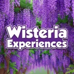 Wisteria Experiences Group Thumbnail