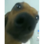 Happy doggy