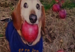 ~{ !!my apple dogs!! }~