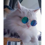 The cat Ss group
