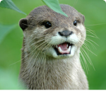 Known Otters