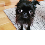 Animals are cute 123
