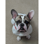 #COOL ELVIS THE PUPPY