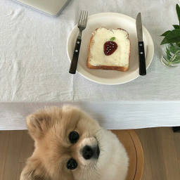🍪