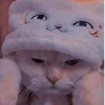 [ kitty group ]
