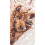 ᴄʜᴇʀʀʏʙʟᴏssᴏᴍs