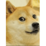 DOGE STUDIOS ARMY