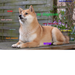 Only doge fans