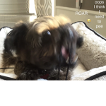 t-rex doggo