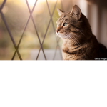 Cat_Squad_
