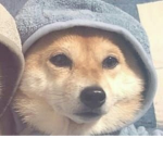 Whitefox group