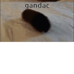 Gandac Insurance and Liability Firm