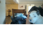 PUPPY LOVE HEART PUPPY LOVE DOGE