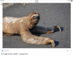 Sloth fan group/club