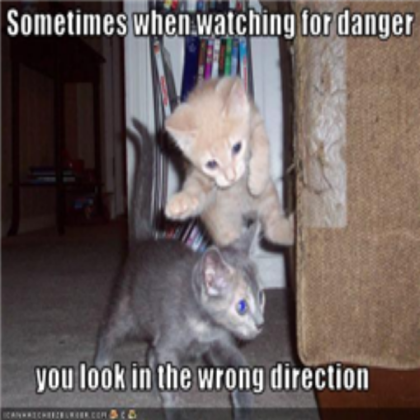 Funny cat pic 25 Roblox decal