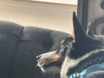 Corgi-Crew games