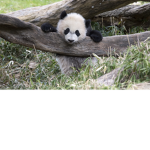 PANDAS R THE BEST