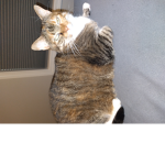 Kittyninja is da best