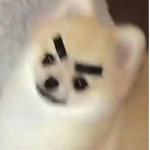cachorro fofo
