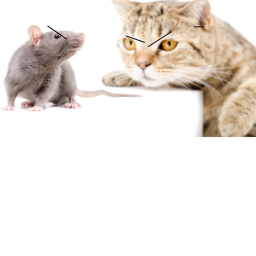 Rats VS Cats
