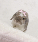 <3-BUNNiES-<3