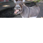 #### donkey