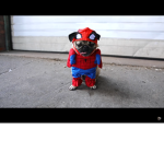 Team spider pug