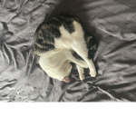 CAT TEAMMMMMMMM