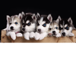 Puppy love babie dogs