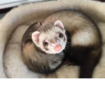 #ferret gang!