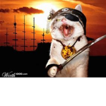 Offical Team Pirate cat Team