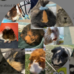 The Piggy Party!