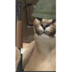 Floppa Military (USA)