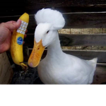 Silly ducks!