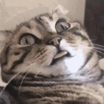 The Teriffic Tigers