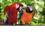 Parrot fans only!