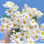 Flower αrmεy