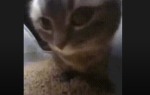 CATS:333
