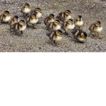 Roblox Duck Family Fans