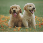 ~animals are the best~