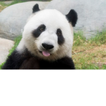 Panders