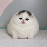 /mae’s