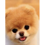 cutedoggossoadorable