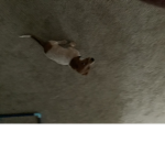 dogR clan remastered